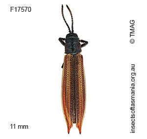 Eurispa vittata