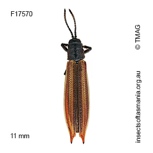 Eurispa vittata
