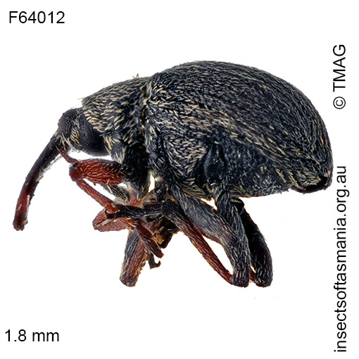 Species image
