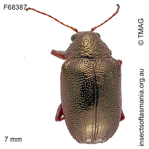 Species image