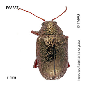 Geloptera jugularis
