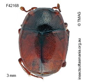 Halacritus lividus