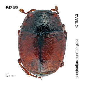 Halacritus lividus