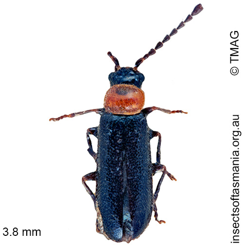 Species image