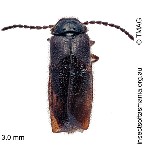 Species image