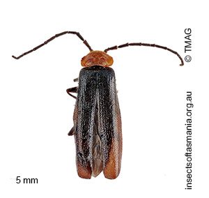 Heteromastix pauxillus