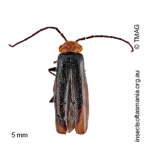 Heteromastix pauxillus