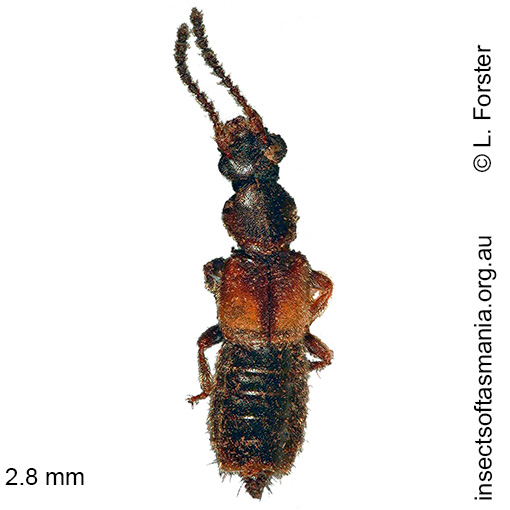 Species image