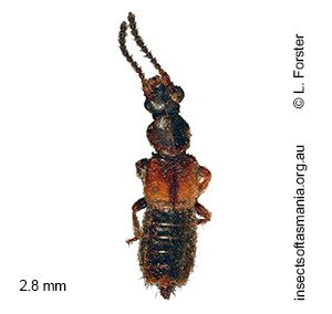 Iotarphia australis