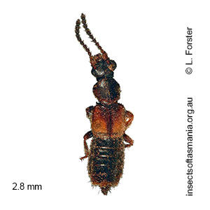 Iotarphia australis