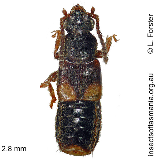 Species image