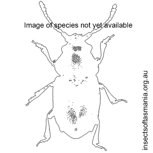 Species image