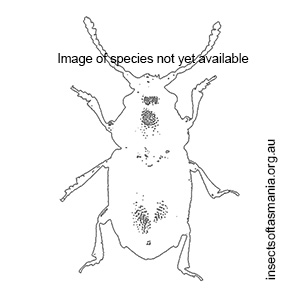 Notobrachypterus TFIC sp 01