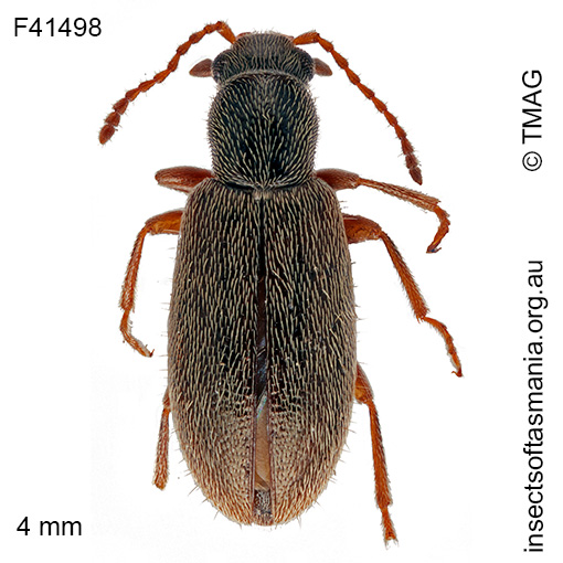 Species image