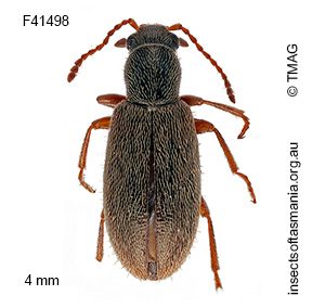 Lagrioida australis