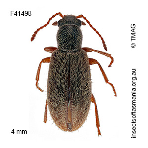 Lagrioida australis