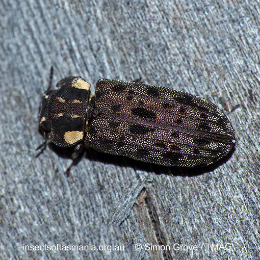 Species image