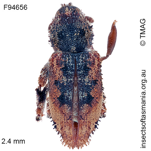 Species image