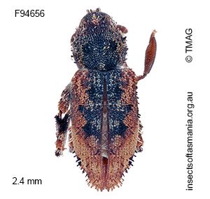 Listroderes difficilis