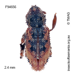 Listroderes difficilis
