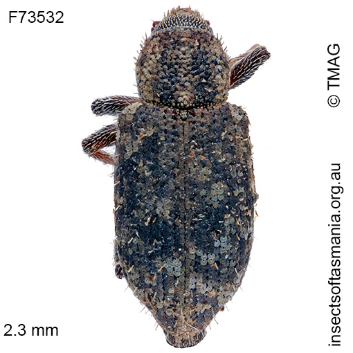 Species image