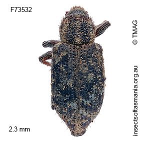 Listronotus bonariensis