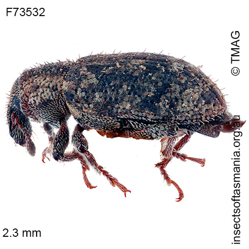 Species image