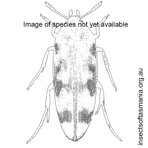 Species image