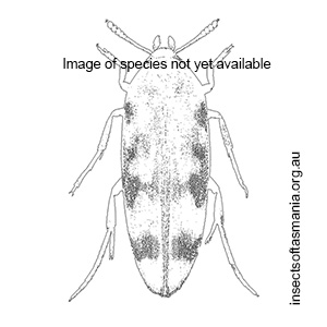 Phloiotrya velutina