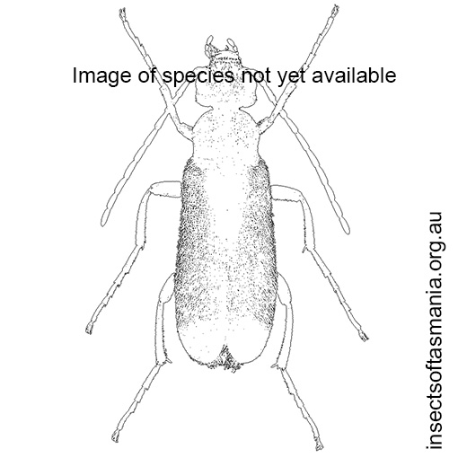 Species image