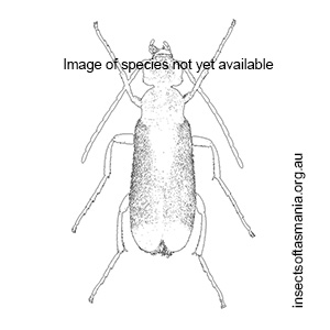 Palaestrida assimilis