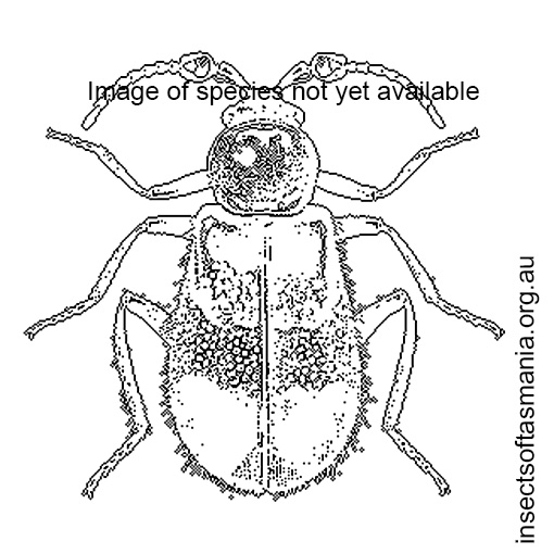 Species image