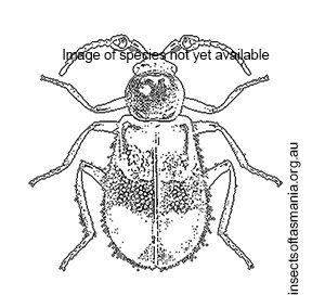 Dicranolaius bellulus