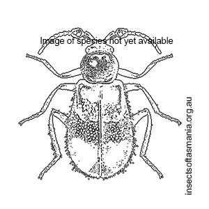 Helcogaster maculiceps