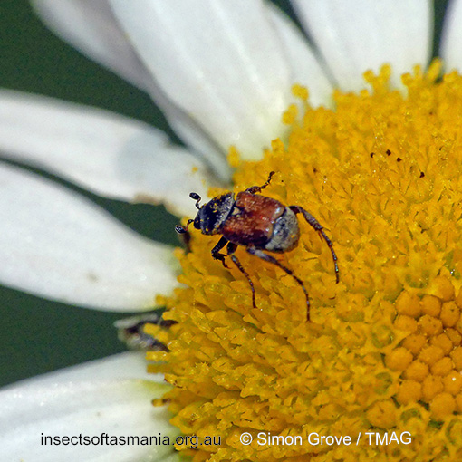 Species image