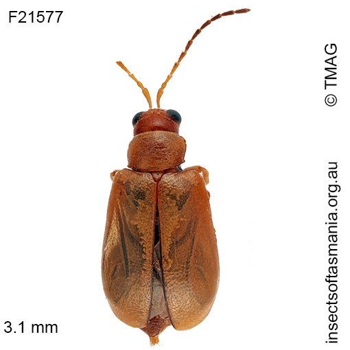 Species image
