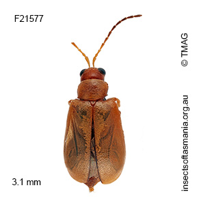 Monolepta christiniae