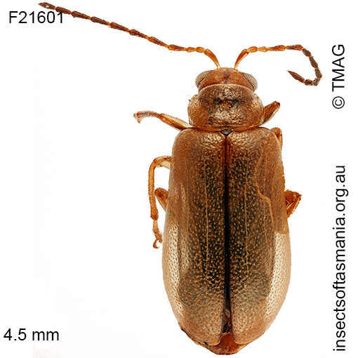 Species image
