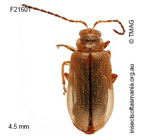 Monolepta cribriceps