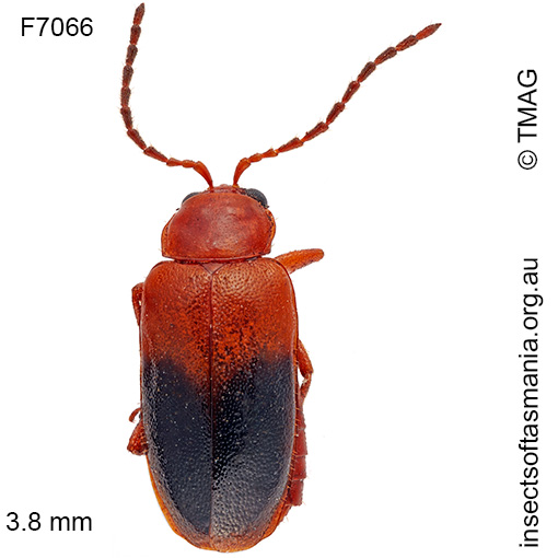 Species image