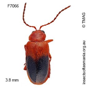 Monolepta divisa