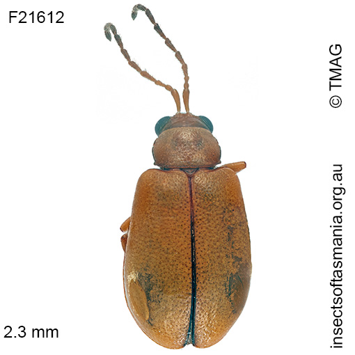 Species image