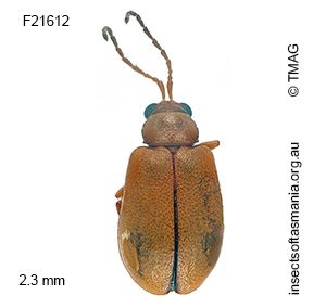 Monolepta incisiventris