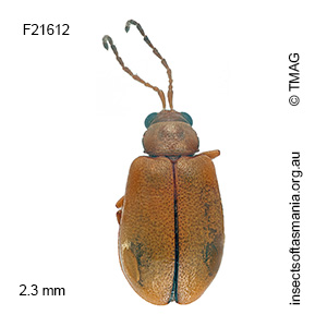 Monolepta incisiventris