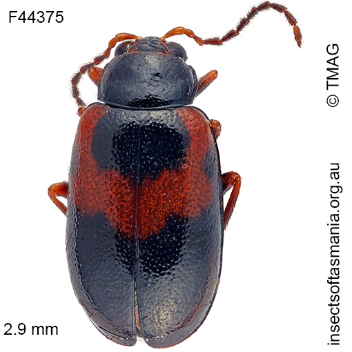 Species image