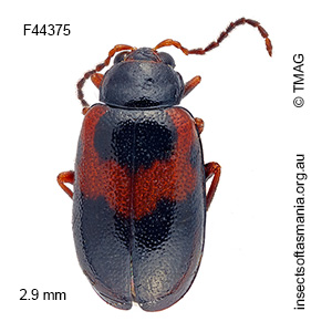 Monolepta minima