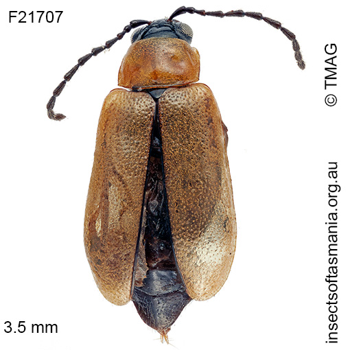 Species image