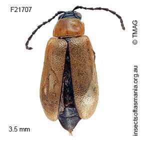 Monolepta tasmaniensis