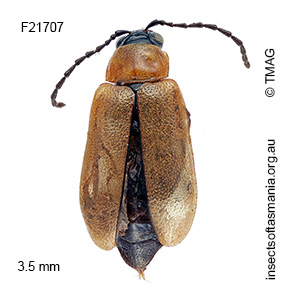Monolepta tasmaniensis