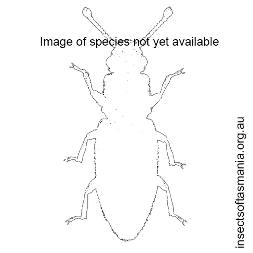 Species image